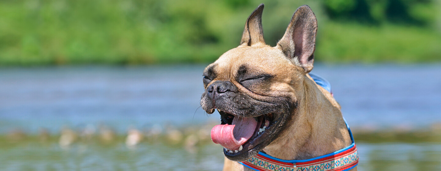 Dog medicine for outlet sneezing